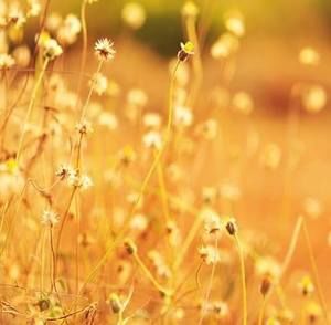 Meet your Posher, 경숙